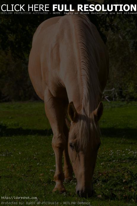Buckskin horse | Free Images For Commercial Use